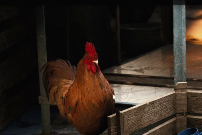 How to Train Scrappy in Arc Raiders